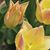 Phyllis Thornburg's profile image