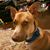 Kate Chesser's profile image