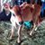 Daisy Mae's profile image