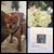 Lisa M Jimenez-Rodriguez's profile image