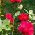 Annette Carlisle's profile image