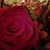 Heather Adair's profile image