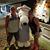 Mary Hoyson's profile image