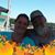 Tracey Harinck's profile image
