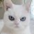Nayo Watai's profile image