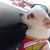 Silvia Midence Pensamiento's profile image