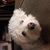 TJ Taibi's profile image