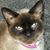 Steve L. Patterson's profile image