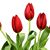 Kimberly Thuringer Toews's profile image