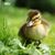Rose Camama's profile image