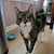 Michelle Messina Banchs's profile image