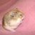 Deb Clark's profile image