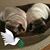 Sherry Schweitzer's profile image