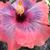 Barbara Hornbeck Lee's profile image