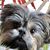 Lisa Gothie-Cimino's profile image