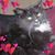 Donna Ricci Padula's profile image