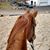 Shannon Kreckel MacLaughlin's profile image