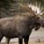 Colt Moose's profile image