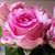 Melissa Quiroz's profile image