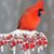 Susan Good Coughenour's profile image