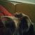 Stefanie Herschowsky Price's profile image