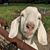 Rebecca Renter's profile image