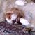 Peppino Lamont's profile image