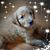 Sue Korte Koeppe's profile image