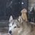 Mert Wood's profile image