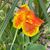 Susan Turner Tombosky's profile image