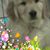 Laurie Devers's profile image