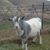 Rosy Brook's profile image