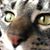 Irene Alexander's profile image