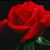 Lisa Destro's profile image