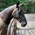 Pam Baribeau DeHaan's profile image