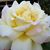 Barbara Lowy's profile image