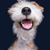Ire Dragustinovic's profile image