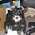 Sadie Sass's profile image
