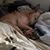 Suzy Appleton's profile image