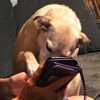 Linda Goldyn's profile image