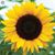 Kelly Patten Permanente's profile image
