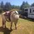 Vikki Stewardson's profile image