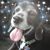 Lisa Stroup's profile image