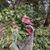 Linda Boggs Davis's profile image