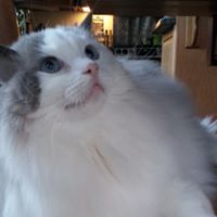 Maria Northlane's profile image