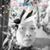 Asia Love Ming's profile image