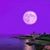Pamela Evarts Ruggiero's profile image