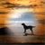 Karen Thorp Brown's profile image