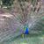 Hoang Truong's profile image