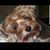 Dorothy Ross Williams's profile image
